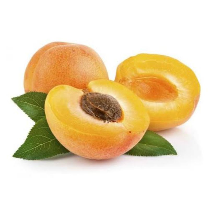 bibit aprikot ori