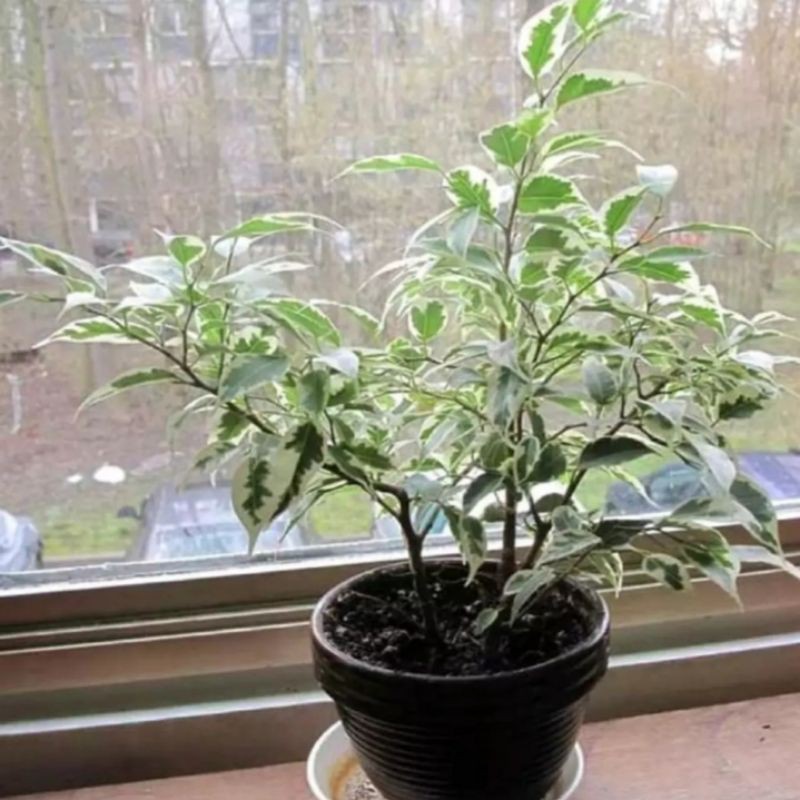 tanaman hias beringin varigata - beringin putih varigata