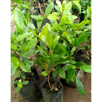 Bibit pohon buah magic fruit/miracle fruit/buah ajaib