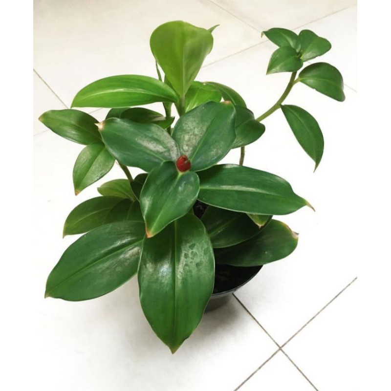 tanaman hias pacing pentul - pohon pacing pentul