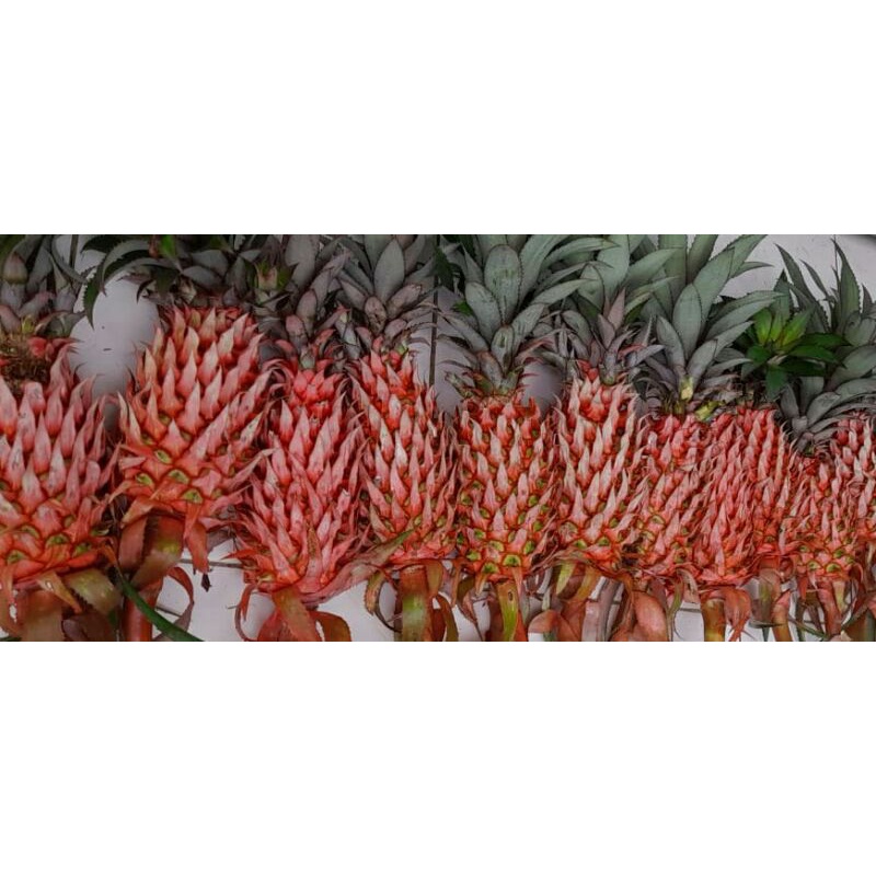 

nanas merah muda atou nanas sabrang 1kg