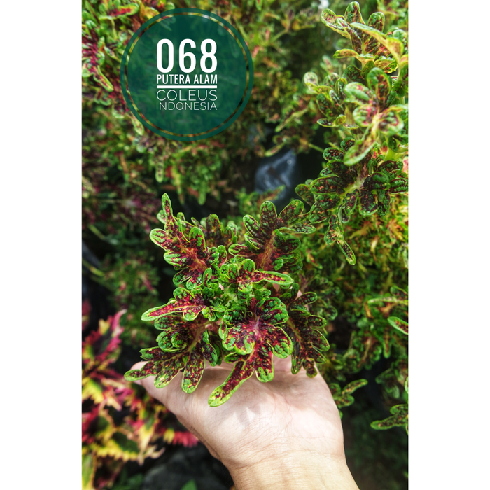68 miana coleus jawer kotok iler tanaman hias