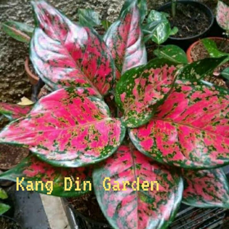 AGLONEMA RED DUD ANJAMANI ISTIMEWA