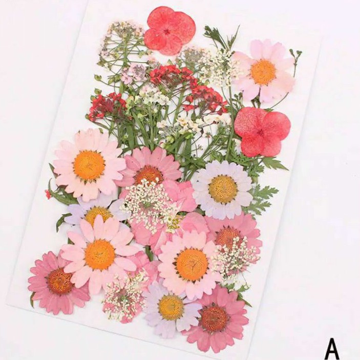 Bunga Kering Dried Flower Daisy, Chrysantenum