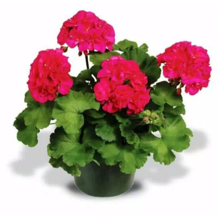 Geranium bunga merah / geranium patriot bright red