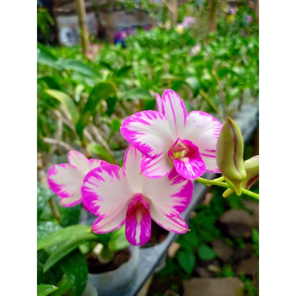 anggrek dendrobium Enobi