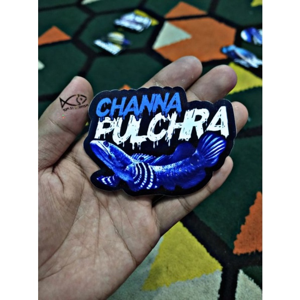 Stiker Channa Pulchra | CHANNA PULCHRA
