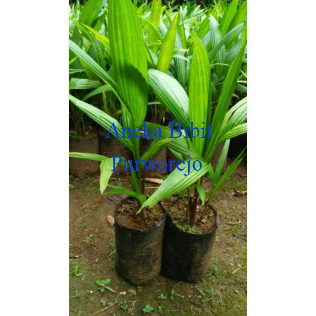 palem merah murah aneka bibit purworejo