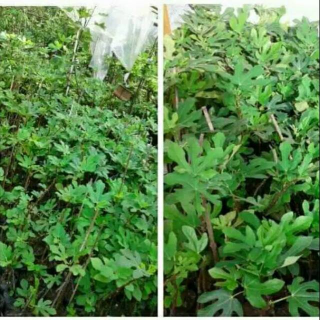 Bibit Buah Tin Green Yordan Bibit Tin Siap tanam Bibit tanaman buah tin