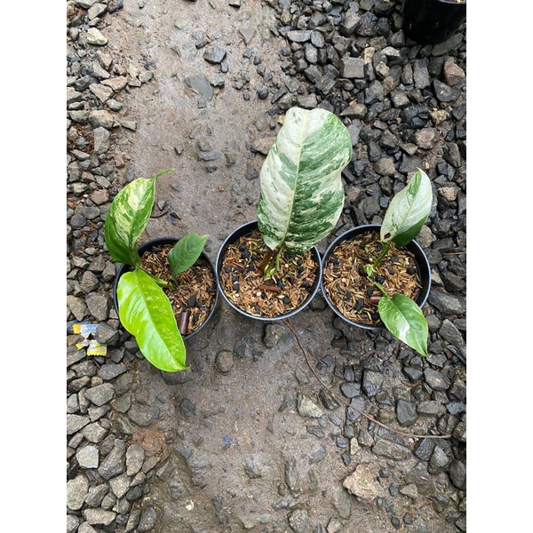 rhapidopora puberula variegated 2pot murah