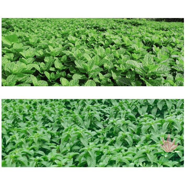 Daun Mint Kering Utuh Dried Mint Leaves Herbal Bo He Ye