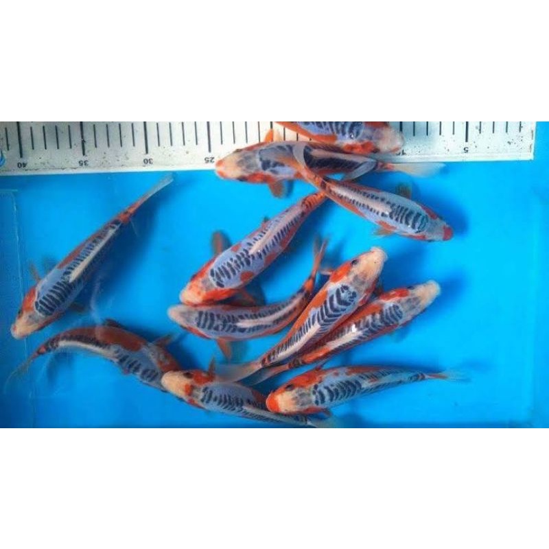 ikan koi Hana shusui size 17cm