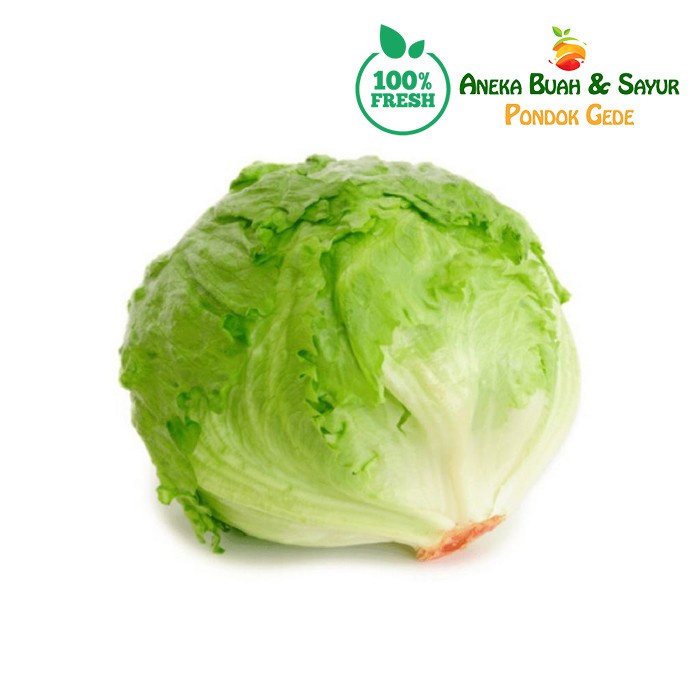 

Letus Segar | Lettuce Fresh 1kg