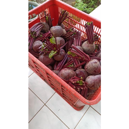 

buah bit segar 5 kg organik langsung dari kebun