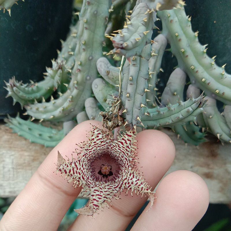 

huernia hystrix