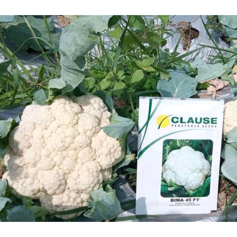 BENIH KEMBANG KOL BIMA 45 F1 KEMASAN 10GR