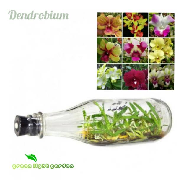 Bibit anggrek dendrobium botol kultur jaringan