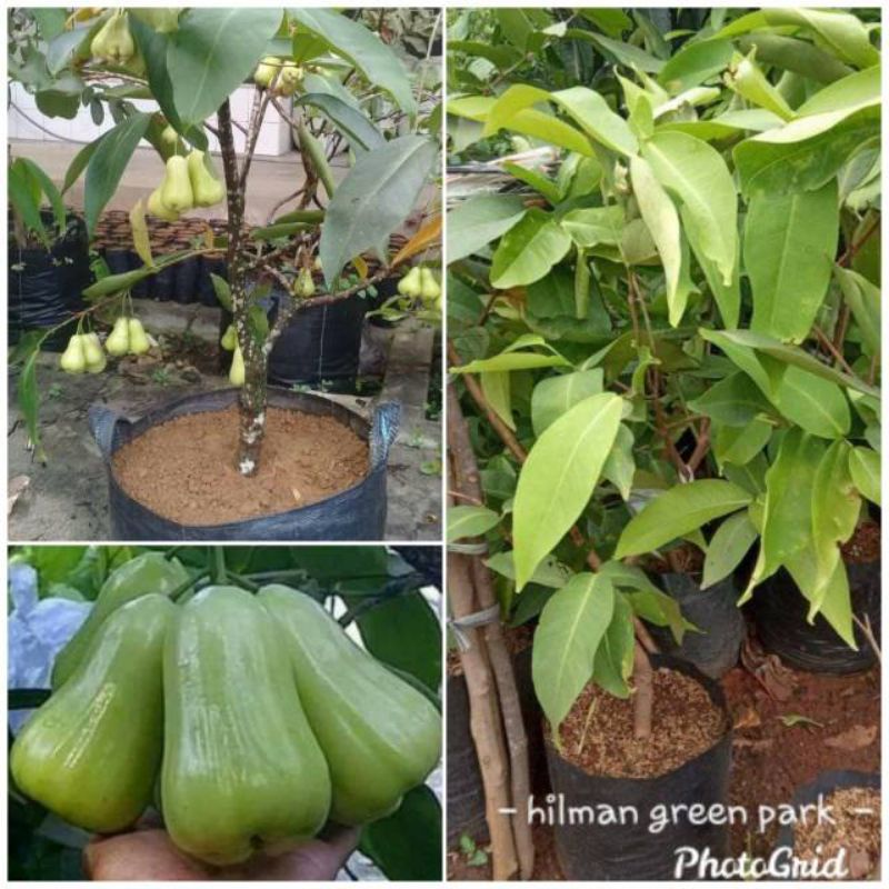 Pohon Jambu Air Deli Madu/jambu air