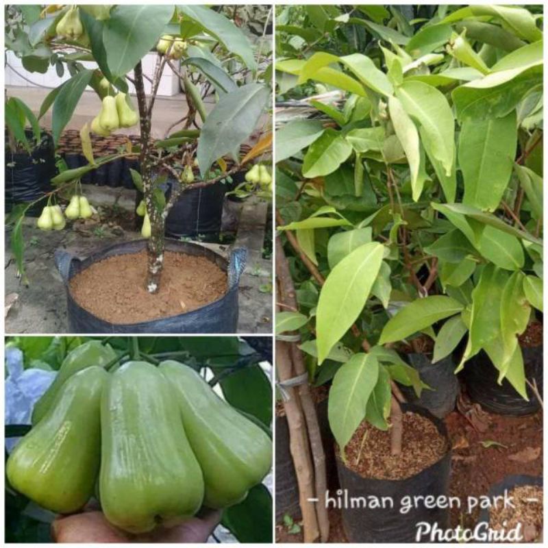 Jual Pohon Jambu Air Deli Madujambu Air Shopee Indonesia