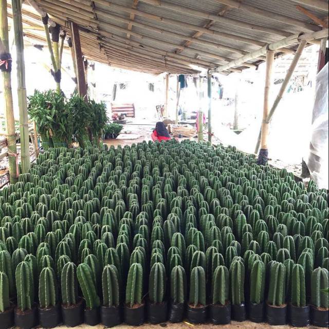 kaktus belimbing/kaktus koboi