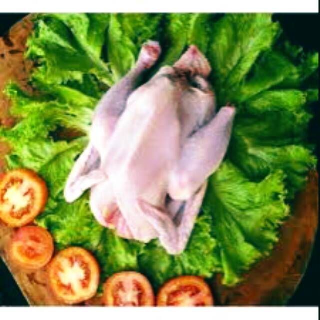 

AYAM KAMPUNG