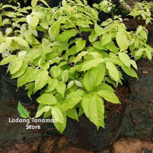 Bibit tanaman anting putri - tanaman anting putri daun kuning