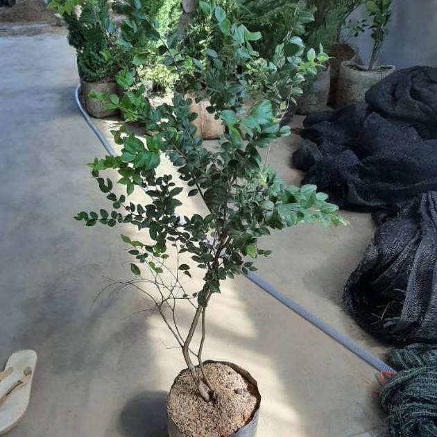 Bibit buah anggur brazil 1 meter