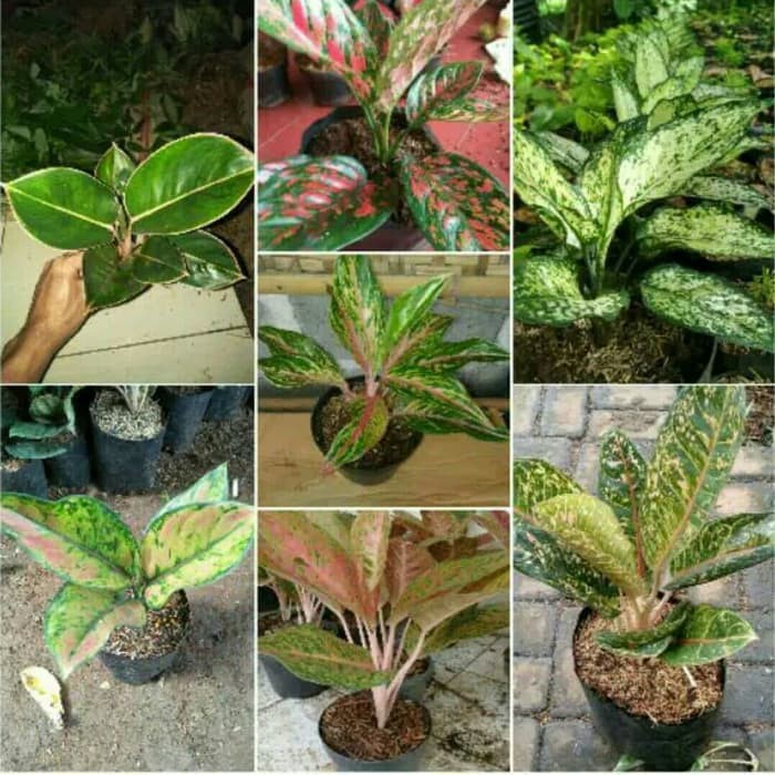 Paket 7 Tanaman Hias Aglonema - Bunga Aglonema