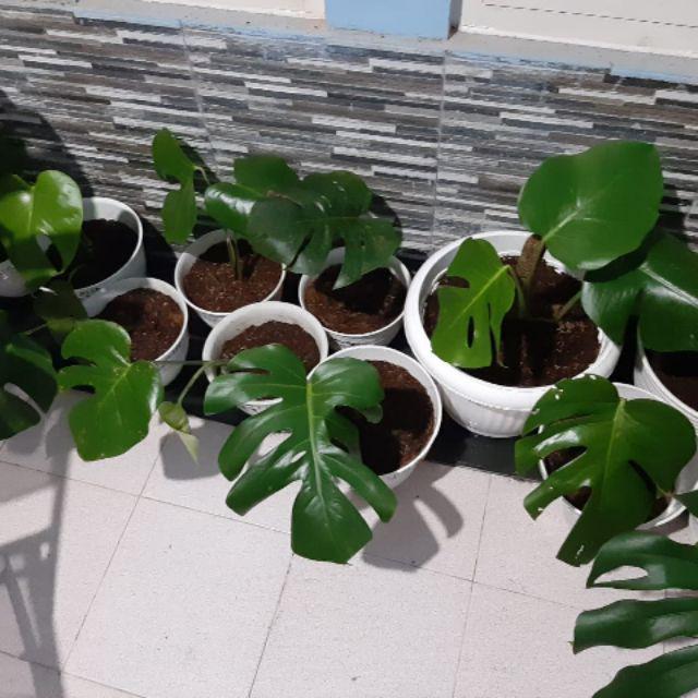Monstera Deliciosa King Shopee Indonesia
