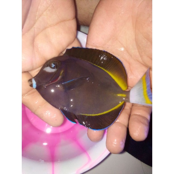 Jual ikan hias laut botana kacamata