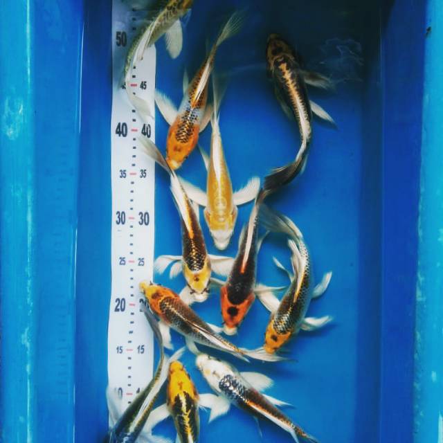 

Ikan Hias Koi Blitar Kumpay Metalic Matsuba Ogon Platinum Fish Bogor