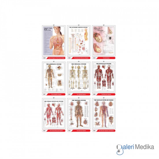 3D Anatomical Chart / Bagan Anatomi Medis