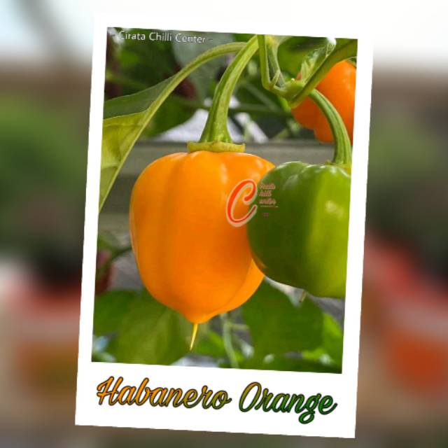 

Buah / Biji HABANERO ORANGE