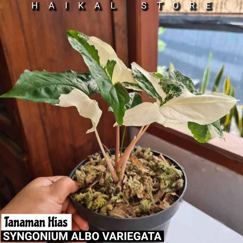 Tanaman Hias Syngonium Variegata / Tanaman Syngonium Variegata