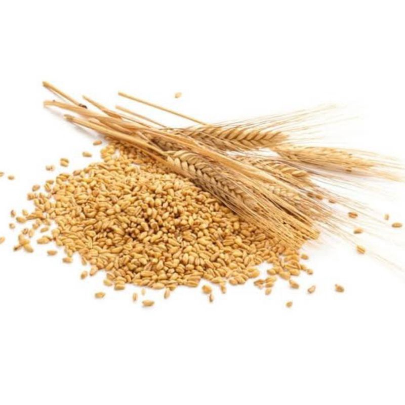 

Gandum utuh whole wheat flour 1 KG Gandum putih gandum import