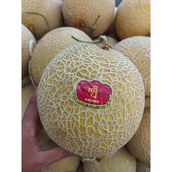 

Melon intanon hidroponik greenhouse premium | pcs