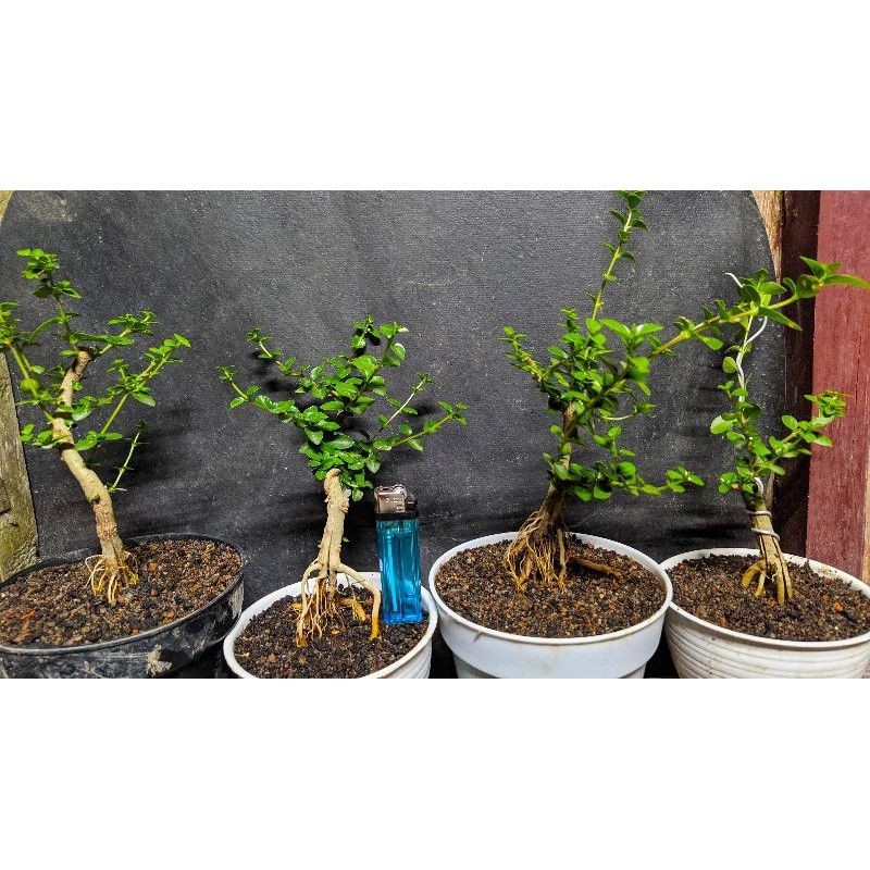 BONSAI SANCANG MAME TANAMAN HIDUP 20k