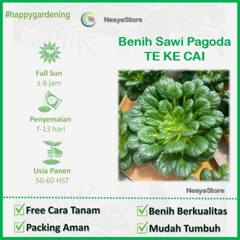 50 Benih Biji Sawi Pagoda TA KE CAI - Benih Sayur