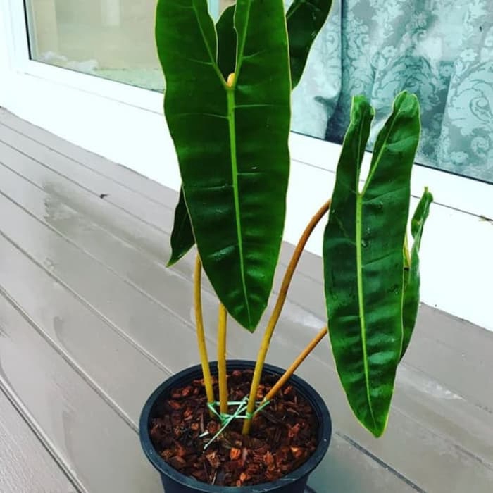 tanaman hias Philodendron kabel busi -philo kabel busi