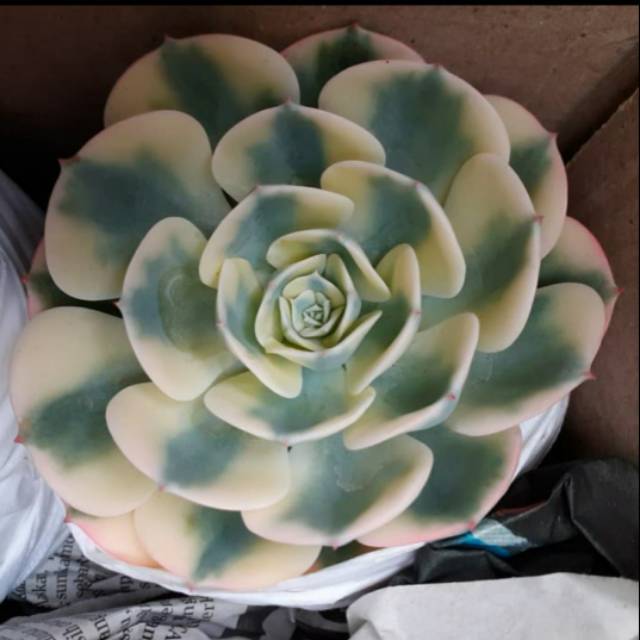 Echeveria compton carousel
