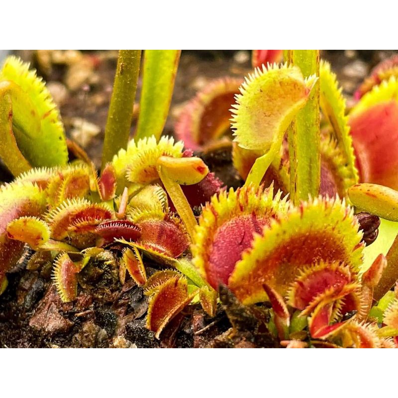 Tanaman Karnivora Venus FlyTrap Venusflytrap VFT Scarlatine