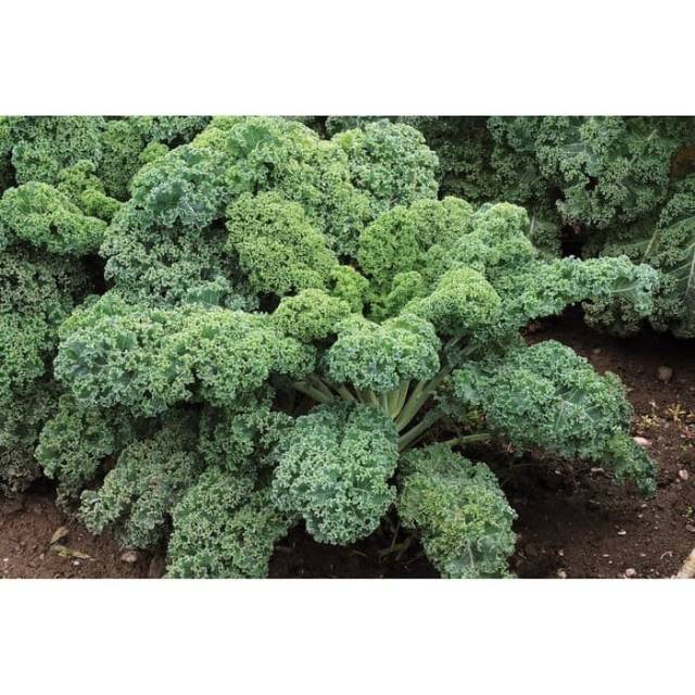 Benih Starbor (F1) Kale Seed