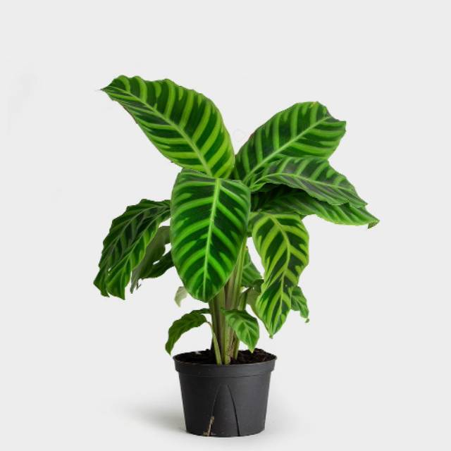 Tanaman hias calathea zebrina / tanaman calathea zebrina / calathea zebrina