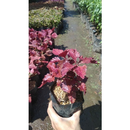 Tanaman Hias Bunga Miana Merah/Bunga Miana Merah/Bibit Miana