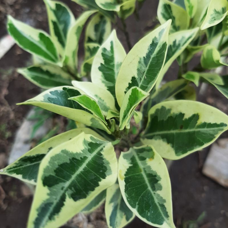 Pohon beringin variegata
