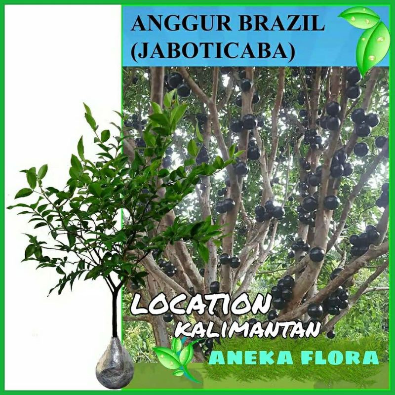 Bibit tanaman buah Anggur Brazil ukuran 50-70cm