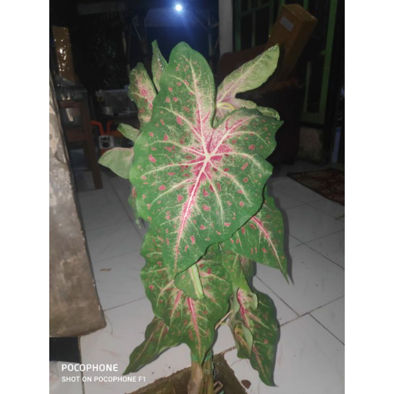 Umbi Keladi Wildfire 1kg