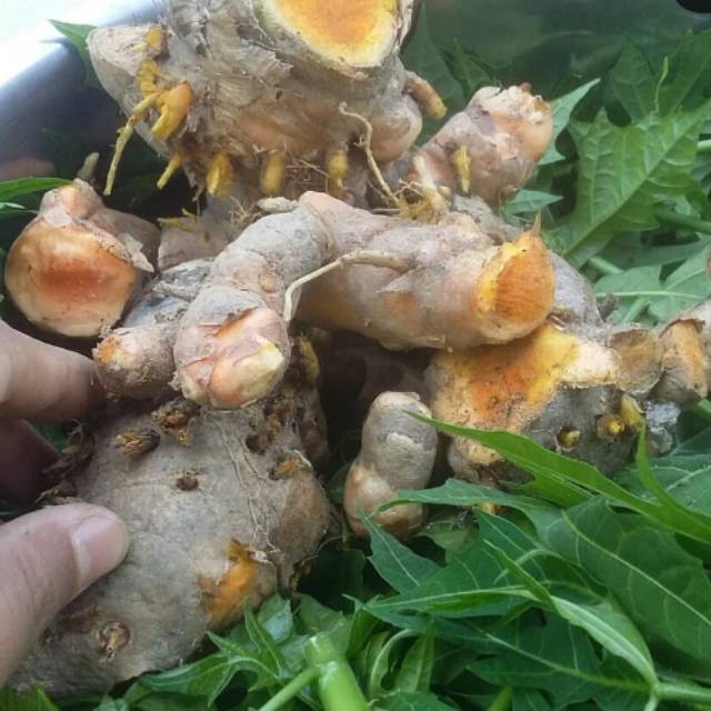 

Umbi temulawak biang 1 kilo