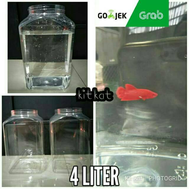 Toples Plastik Kotak Ikan Cupang 4Liter Tanpa Tutup