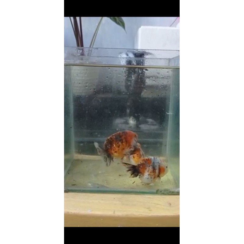 ranchu blue base goldfish